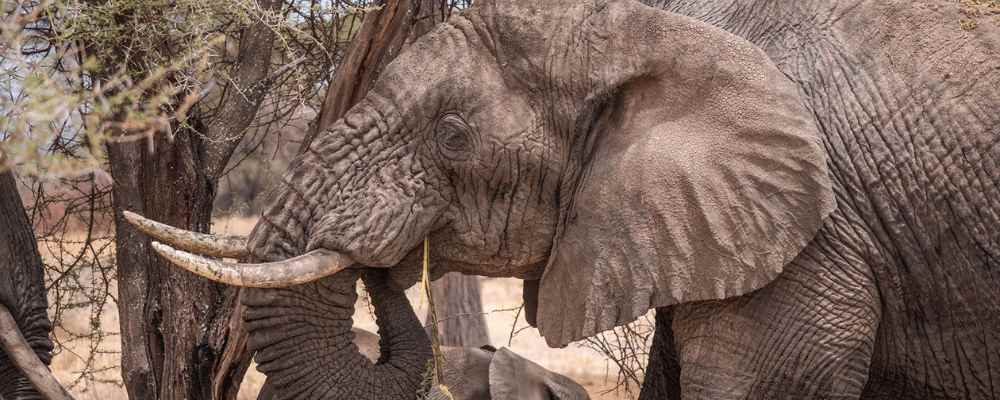 Kenya safari - elephants