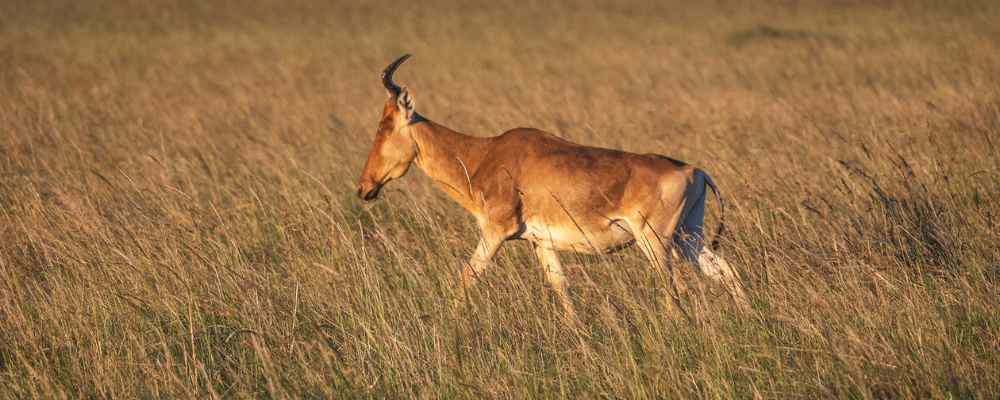 Kenya safari hartebeest