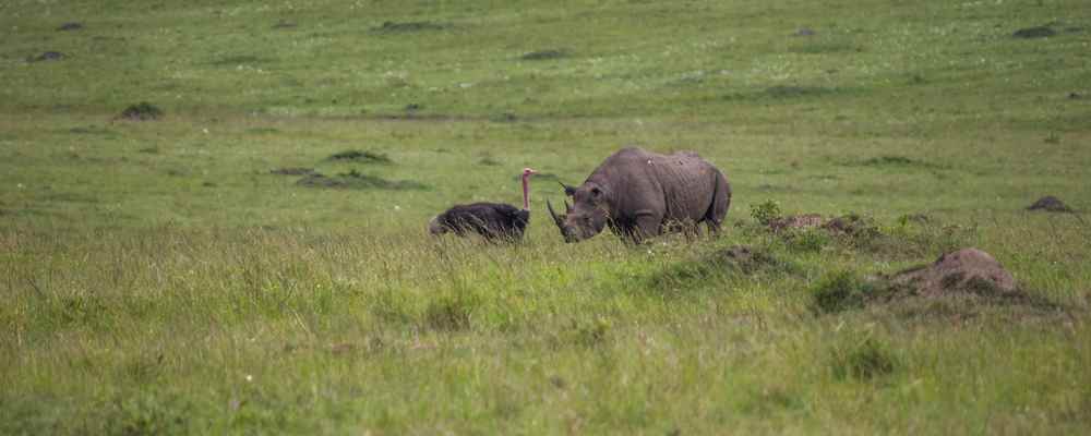 Kenya safari rhino