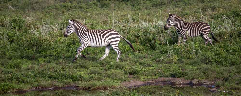 Kenya safari zebra